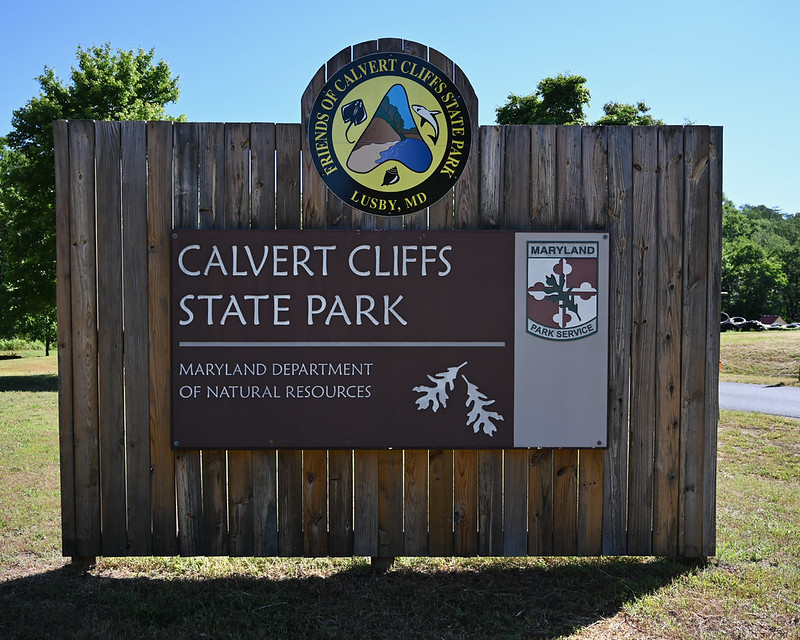 Calvert Cliffs State Park: A Journey Through Time and Tide