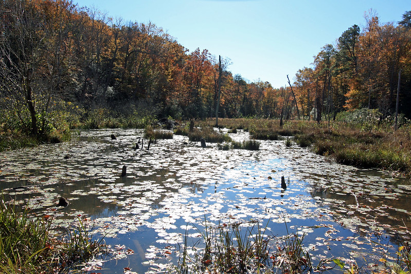 Calvert Cliffs State Park: A Journey Through Time and Tide